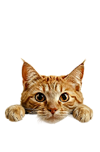 Ra&ccedil;a de Gatos